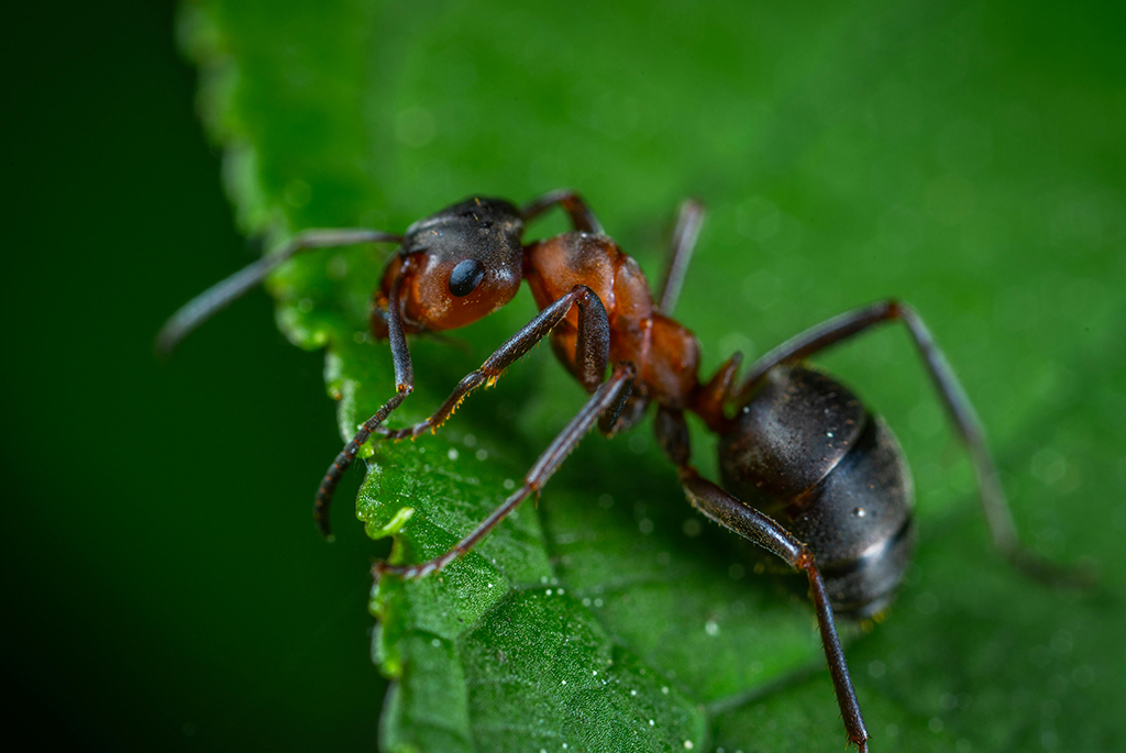 Ant Bheeshma pest control