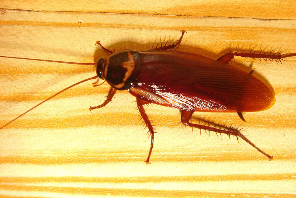 Cockroach Bheeshma pest control
