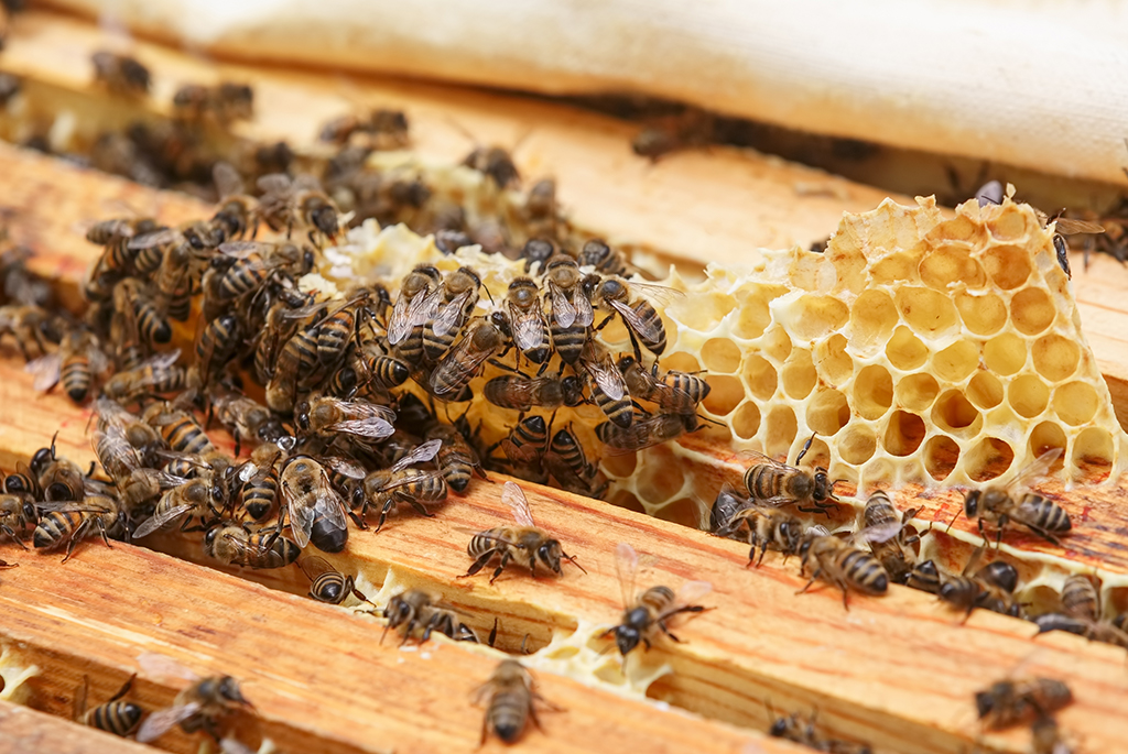 Honey Combs Bheeshma Pest Control