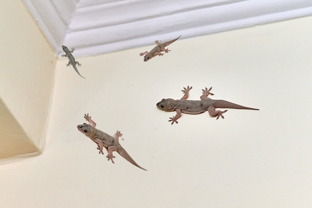 Lizard Bheeshma Pest Control