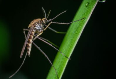 Mosquito Bheeshma pest control