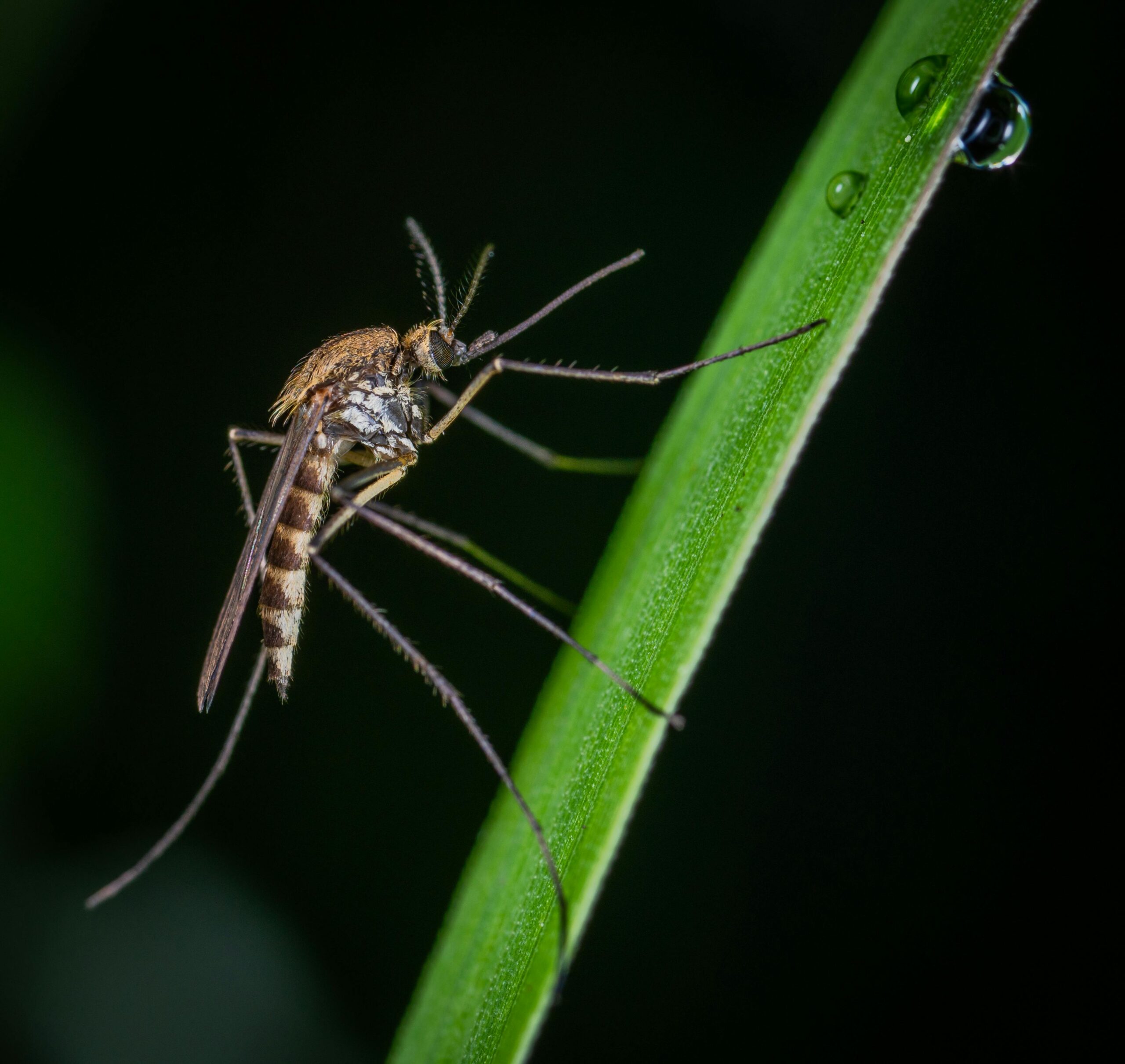Mosquito Bheeshma pest control