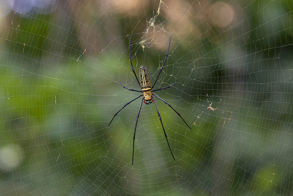 Spider Control Bheeshma Pest